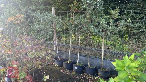 5 ILEX AQUIFOLIUM (HOLLY)