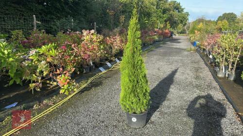 THUJA SMARAGD (EMERALD THUJA)