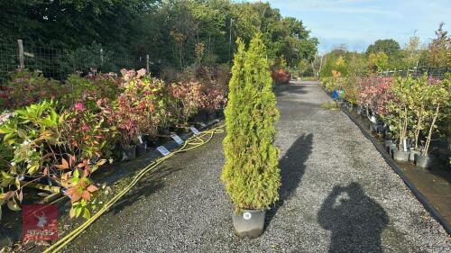 THUJA SMARAGD (EMERALD THUJA)