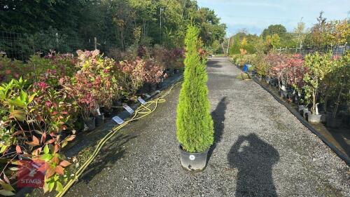 THUJA SMARAGD (EMERALD THUJA)