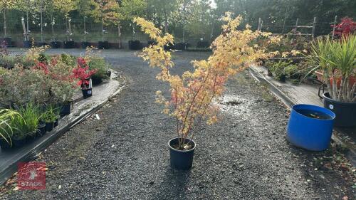 ACER PALMATUM SANGO KAKU