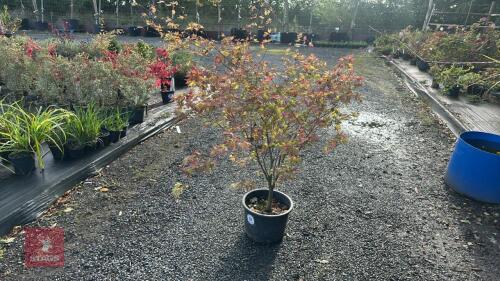 ACER PALMATUM ORANGE DREAM