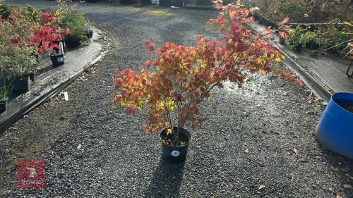 ACER PALMATUM ORANGE DREAM