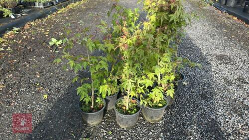 10 ACER PALMATUM (JAPANESE MAPLE)