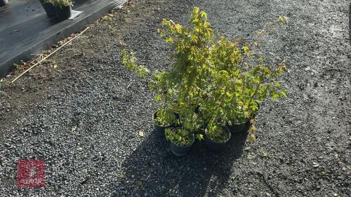 10 ACER PALMATUM (JAPANESE MAPLE)