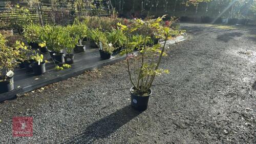 MAHONIA CHARITY (OREGON GRAPE)
