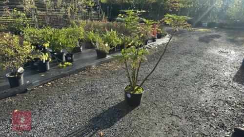 MAHONIA CHARITY (OREGON GRAPE)