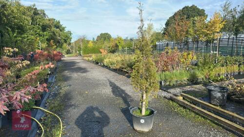 THUJA HOLMSTRUP (DWARF WHITE CEDAR)