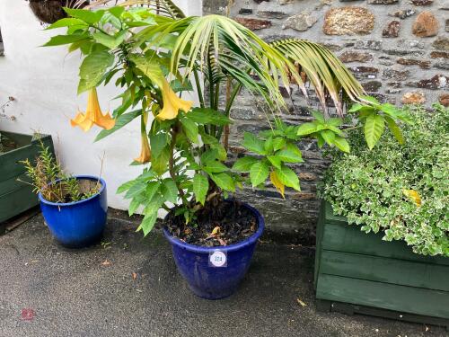 2 MIXED PLANTS