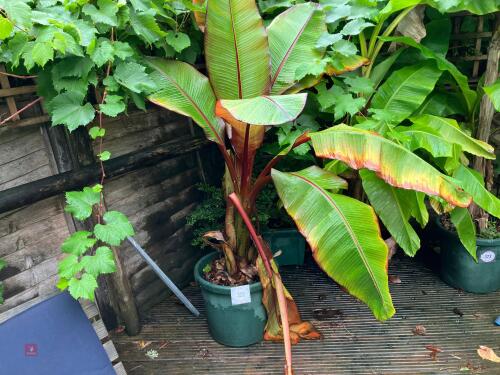 BANANA TREE