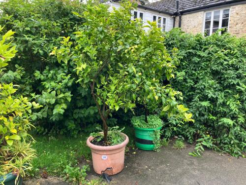 GRAPEFRUIT TREE