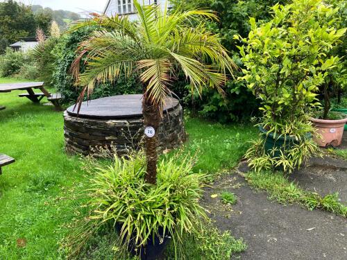 PALM TREE