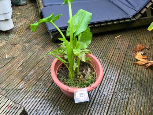 LILY PLANT