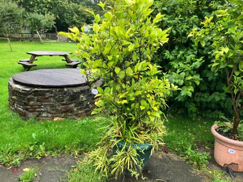 CLEMENTINE TREE