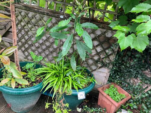AVOCADO PLANT
