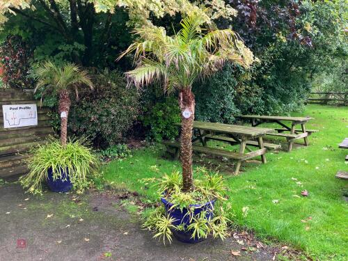 PALM TREE