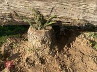 70CM HIGH CROSS COUNTRY 'LOG' JUMP - 5