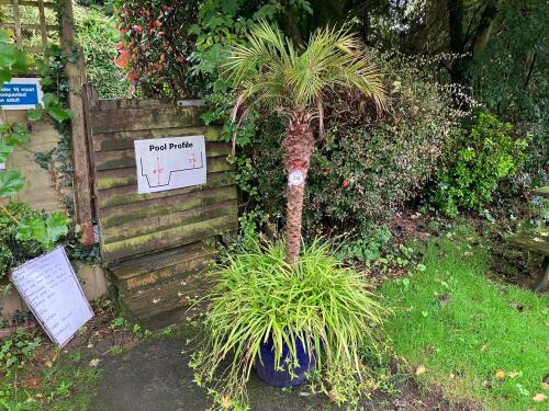 PALM TREE