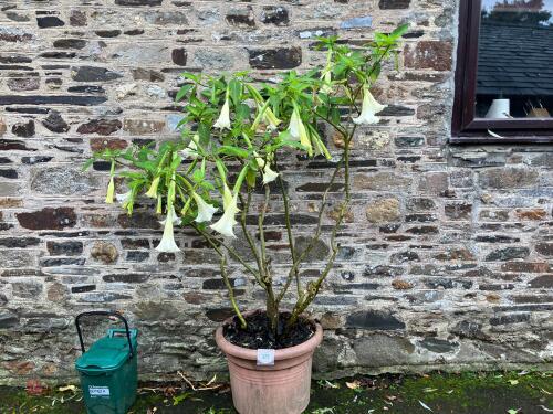 1 WHITE DATURA PLANT