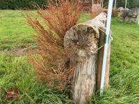 90CM HIGH CROSS COUNTRY 'LOG' FENCE - 7