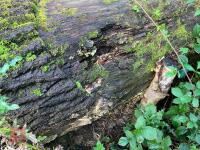 90CM HIGH XC 'LOG' FENCE - 7