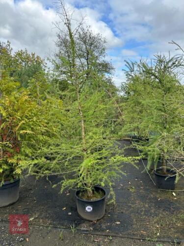 5 LARIX EUROPEAN (EUROPEAN LARCH)