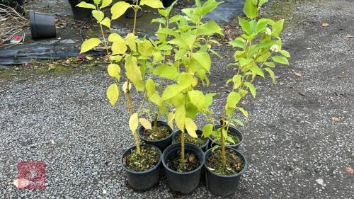 6 FLAVIMERA (GOLDEN DOGWOOD)