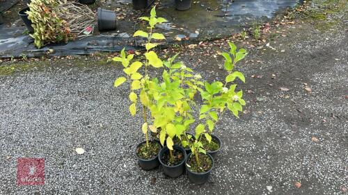 6 FLAVIMERA (GOLDEN DOGWOOD)