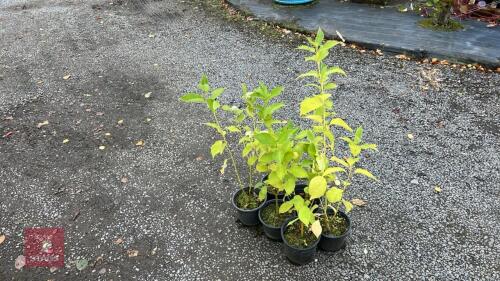 6 FLAVIMERA (GOLDEN DOGWOOD)