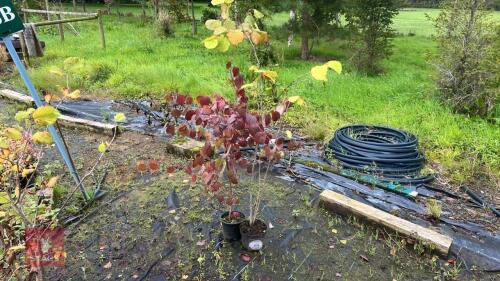 2 HEDGING PLANTS
