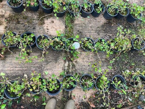 10 HEDERA HELIX