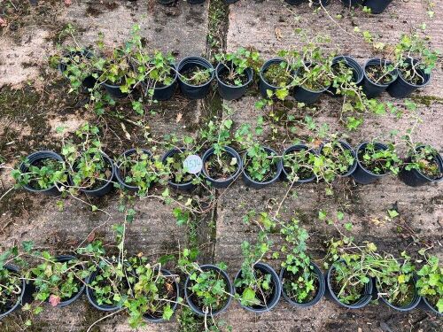 10 HEDERA HELIX