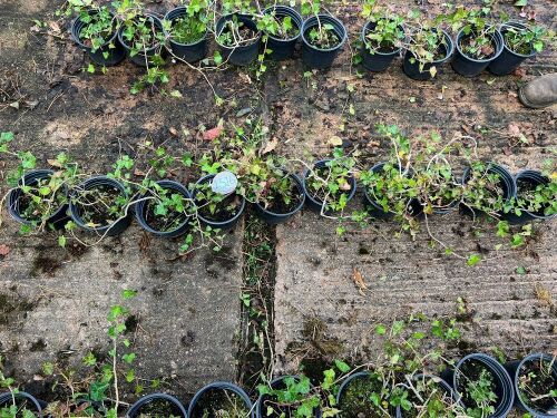 10 HEDERA HELIX