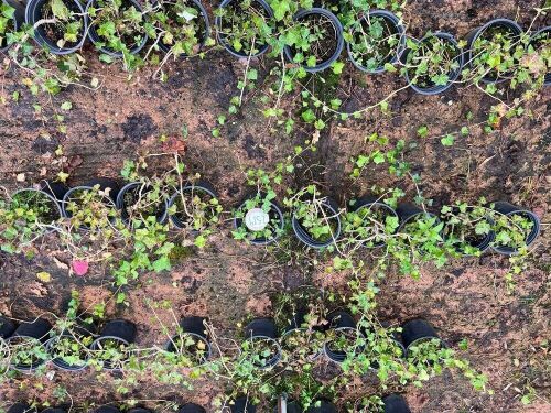 10 HEDERA HELIX