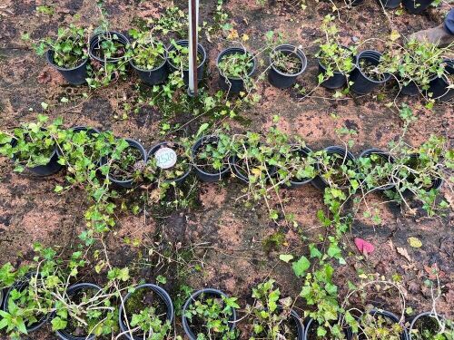 10 HEDERA HELIX