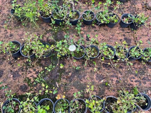 10 HEDERA HELIX