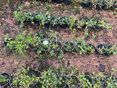 10 HEDERA HELIX