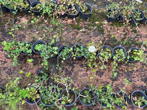 10 HEDERA HELIX