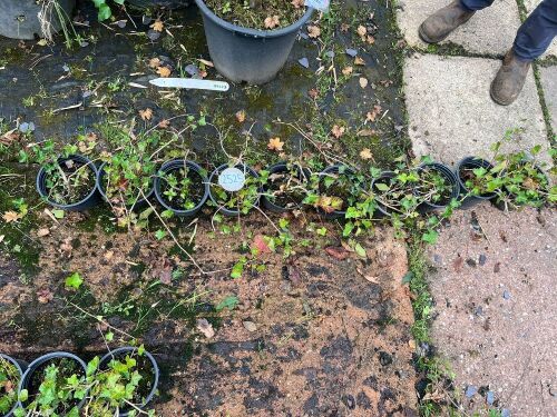 10 HEDERA HELIX