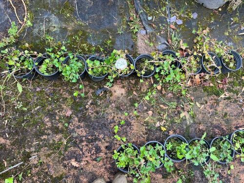 10 HEDERA HELIX