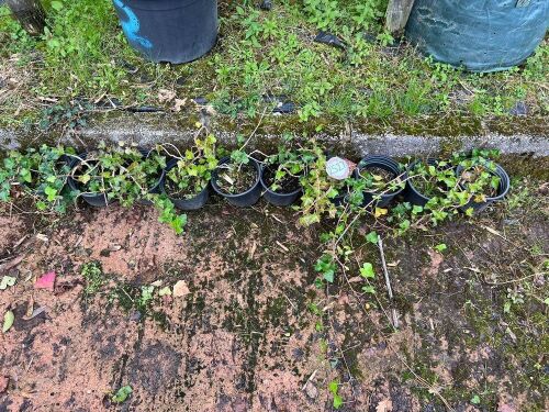 10 HEDERA HELIX