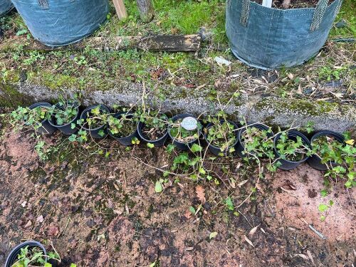 10 HEDERA HELIX