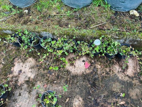 10 HEDERA HELIX