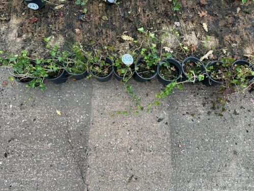 10 HEDERA HELIX