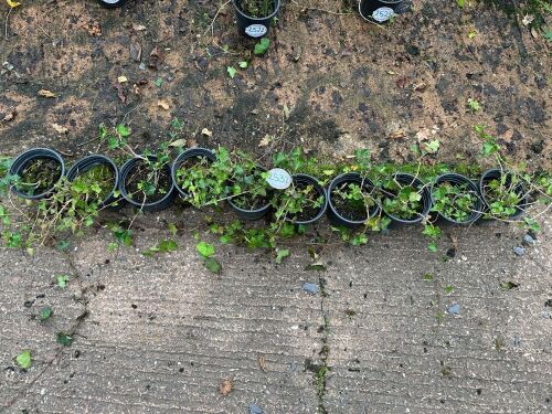 10 HEDERA HELIX