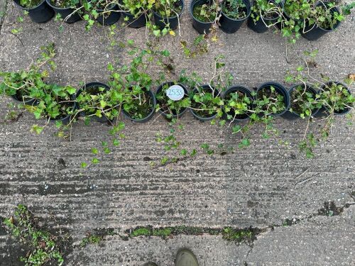 10 HEDERA HELIX