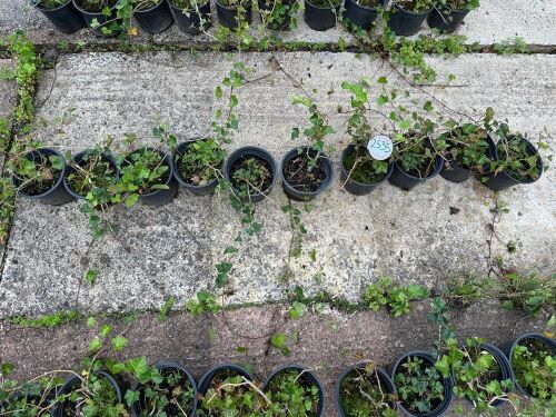10 HEDERA HELIX