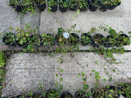 10 HEDERA HELIX