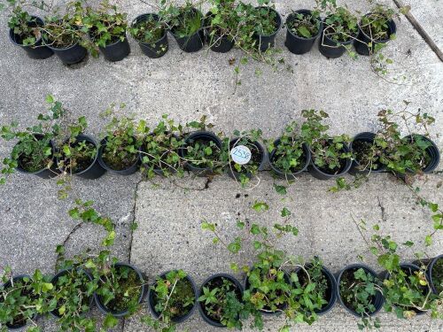 10 HEDERA HELIX