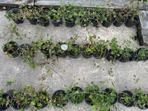 10 HEDERA HELIX